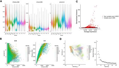 Activation of non-classical Wnt signaling pathway effectively enhances HLA-A presentation in acute myeloid leukemia